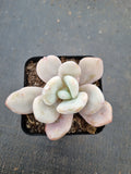 Graptoveria Snow Peach 雪桃