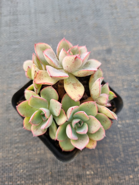 *GLGhybrid(1-831) Echeveria Ballsii Hybrid 灰姑娘杂
