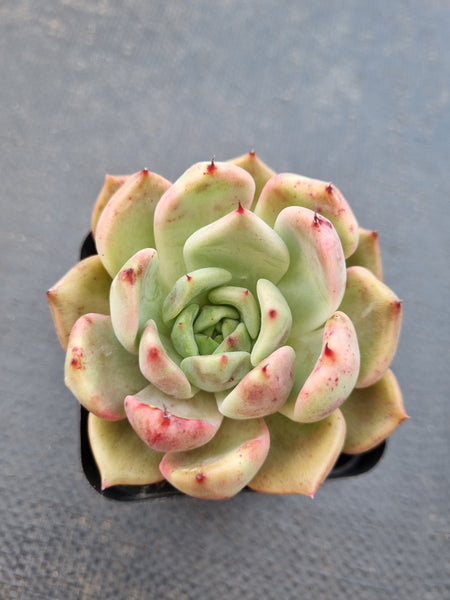 *GLGhybrid(1-1415) Echeveria Champaign hybrid 香槟杂