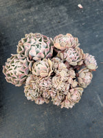 Echeveria Pinwheel f. Revolution Crested 革命缀化