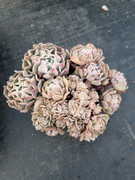Echeveria Pinwheel f. Revolution Crested 革命缀化