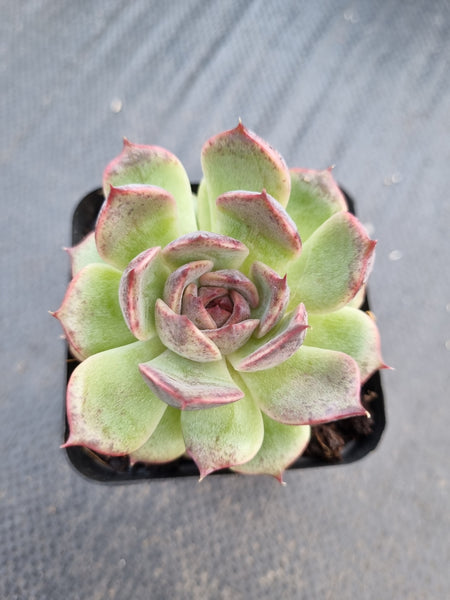 *GLGhybrid(1-1379) Echeveria 'Bloody Maria' hybrid 血色玛丽亚杂