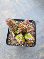 Crassula Marchandii 寿无限
