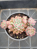 11cm pot Echeveria Frosty Bloom 霜花群