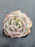 Echeveria Sarang 爱神
