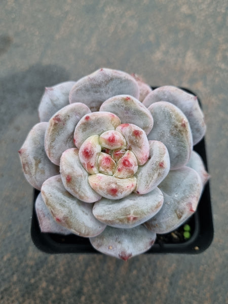 *GLGhybrid(1-605) Echeveria Monroe hybrid 梦露杂