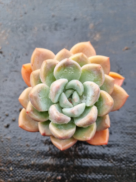 *GLGhybrid(1-1535)Pachyveria Elaine hybrid 香水杂