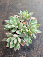 Echeveria 'Cleone' 露西
