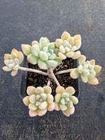 *GLGhybrid(1-671) Graptopetalum Mendozae hybrid 丸姬杂