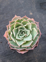 *GLGhybrid(1-995) Echeveria Reglensis hybrid 红颜杂