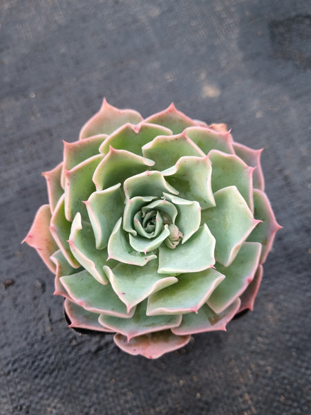 *GLGhybrid(1-995) Echeveria Reglensis hybrid 红颜杂