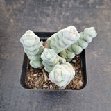 Crassula arta 玉稚儿