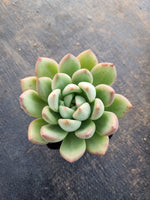 *GLGhybrid(1-280) Pachyveria Elaine hybrid 香水杂