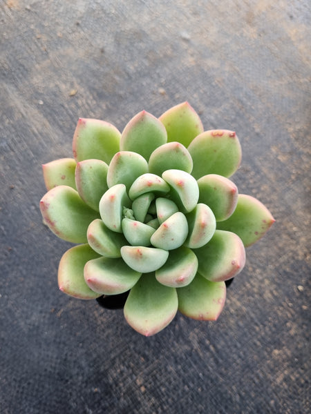 *GLGhybrid(1-280) Pachyveria Elaine hybrid 香水杂