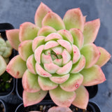 *GLGhybrid(1-504) Special hybrid pack of 4