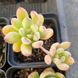 *GLGhybrid(1-1684) Special hybrid pack of 4