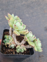 *GLGhybrid(1-957) Echeveria Ballsii Hybrid 灰姑娘杂