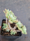 *GLGhybrid(1-957) Echeveria Ballsii Hybrid 灰姑娘杂