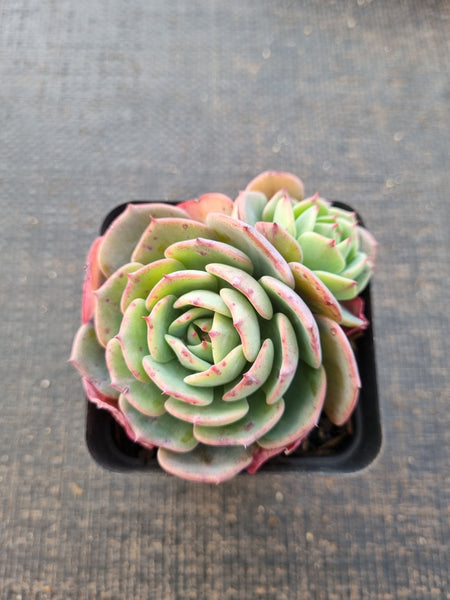 *GLGhybrid(1-826) Echeveria El Encino hybrid 恩西诺杂