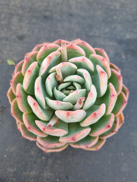 *GLGhybrid(1-1408) Echeveria Monroe hybrid 梦露杂