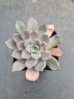 *GLGhybrid(1-940) Echeveria Puebla hybrid 普埃布拉杂