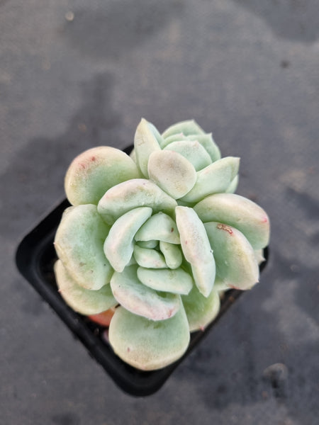 *GLGhybrid(1-1191) Pachyveria Elaine hybrid Monstrose 香水杂石化