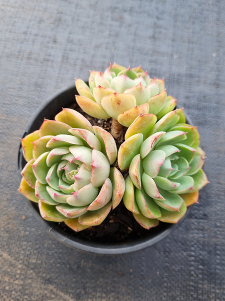 *GLGhybrid (2-83) Echeveria Secunda hybrid 赛康达杂