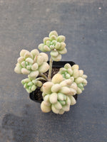 *GLGhybrid(1-1126) Graptopetalum ‘Blush Danko’ 绯丸