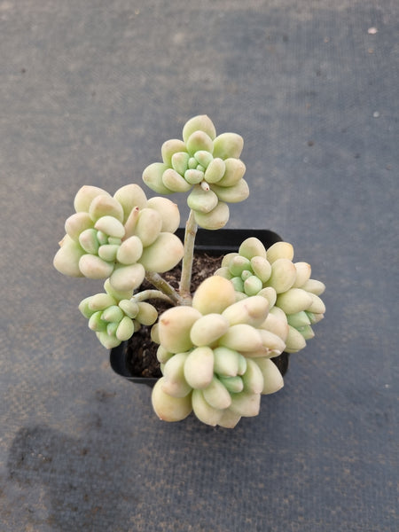 *GLGhybrid(1-1126) Graptopetalum ‘Blush Danko’ 绯丸