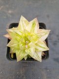 Haworthia Xantha Gold varigated 黄金凝脂菊锦