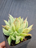 *GLGhybrid(1-1388) Echeveria cuspidata var. Zaragozae hybrid Monstrose 黑爪杂石化