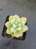 Sedum Treleasei 天使之泪