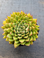 *GLGhybrid (2-74) Echeveria cuspidata var. Zaragozae hybrid 黑爪杂