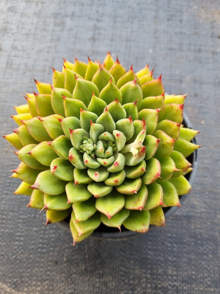 *GLGhybrid (2-74) Echeveria cuspidata var. Zaragozae hybrid 黑爪杂