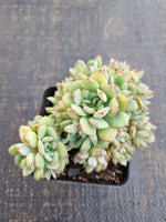 *GLGhybrid(1-1304) Echeveria Ballsii Hybrid 灰姑娘杂