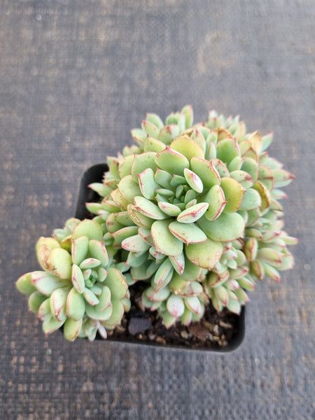*GLGhybrid(1-1304) Echeveria Ballsii Hybrid 灰姑娘杂
