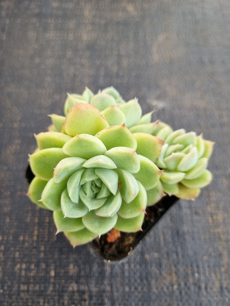 *GLGhybrid(1-1282) Echeveria Elegans 'Alba' hybrid 白月影杂