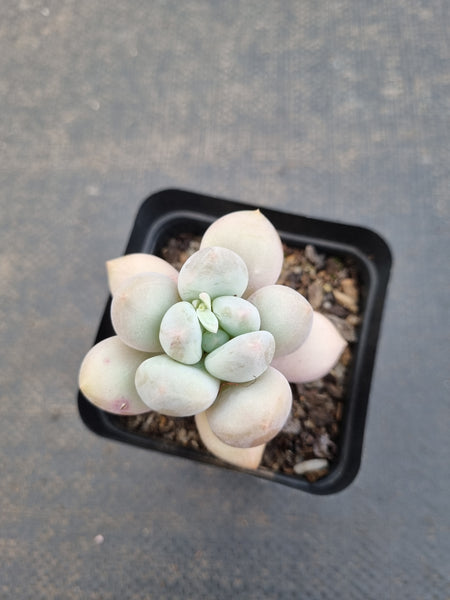 *GLGhybrid(1-1101) Pachyveria Elaine hybrid (small)香水杂