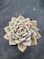 *GLGhybrid(1-996) Echeveria Blue Bird hybrid 粉蓝鸟杂