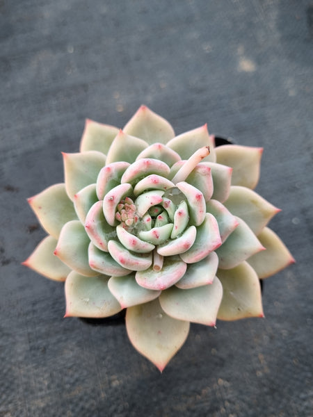 *GLGhybrid(1-996) Echeveria Blue Bird hybrid 粉蓝鸟杂