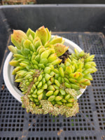 *GLGhybrid(2-49) Echeveria 'Gilva' hybrid crested 玉杯东云杂缀化