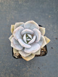 Graptopetalum Superbum x Laui 华雪/Graptoveria pink laui 粉雪莲