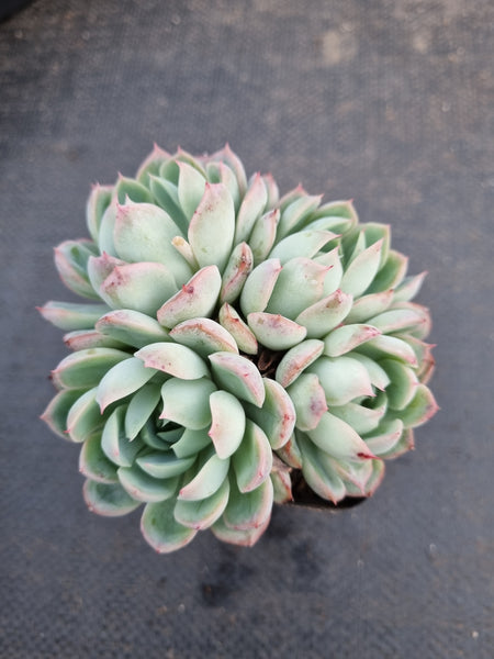 *GLGhybrid(1-963) Echeveria Bradburiana hybrid 火焰杯杂