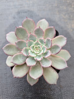 *GLGhybrid(1-376) Echeveria Puebla hybrid 普埃布拉杂