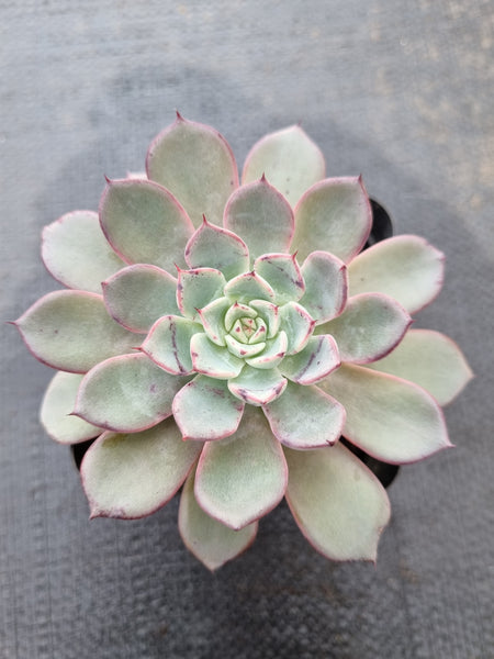 *GLGhybrid(1-376) Echeveria Puebla hybrid 普埃布拉杂