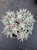 11cm pot Dudleya gnoma 'White Sprite' 白菊