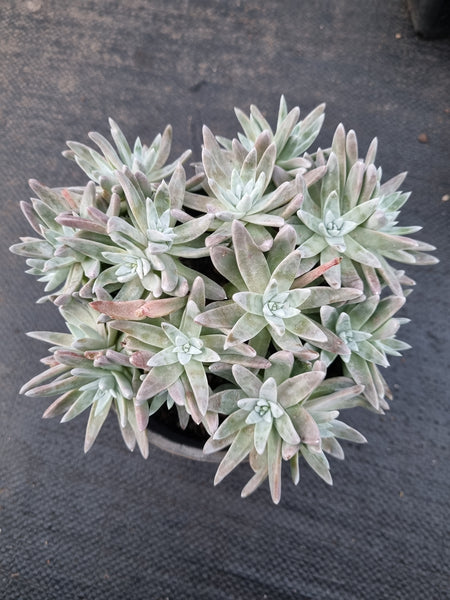 11cm pot Dudleya gnoma 'White Sprite' 白菊