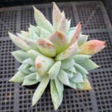 *GLGhybrid(1-452) Echeveria Mexican Giant hybrid 巨人杂