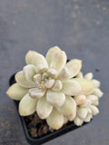*GLGhybrid(1-649) Graptopetalum Mendozae hybrid 丸姬杂