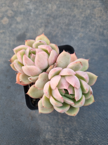 Echeveria Pink Crystal 水晶
